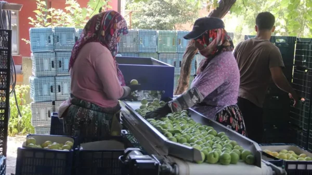 Çiftçinin yüzünü güldüren hasat sezonu başladı: Fiyatlar kilogramda 100 liraya dayandı