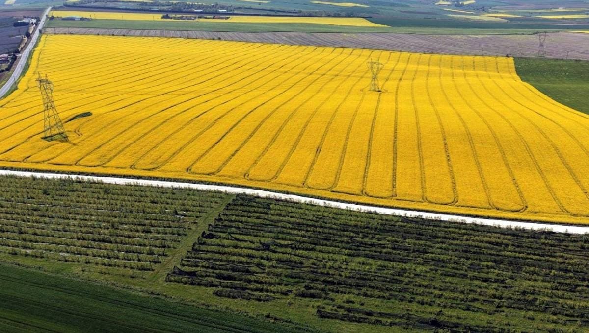 Çiftçilerin yeni gözdesi 'sarı altın': Kazancı duyan tarlasını bu ürüne çevirdi